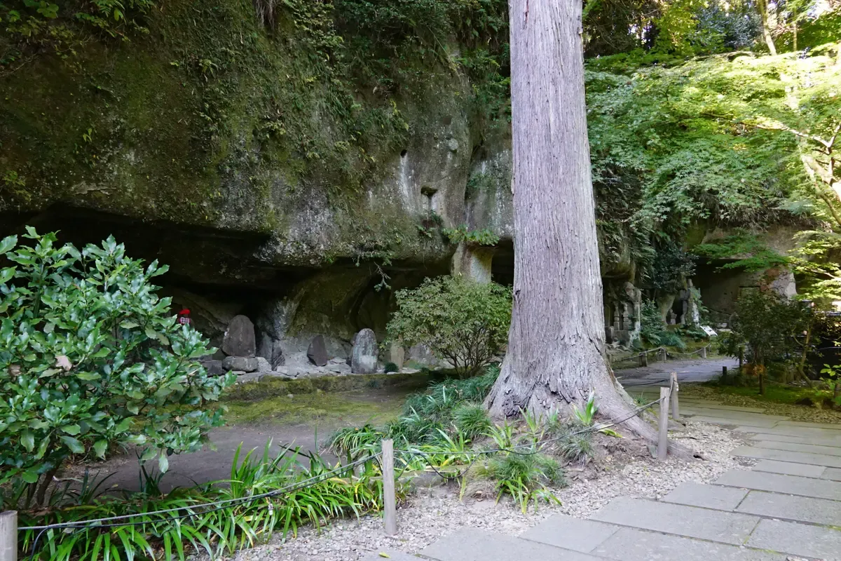 Moss-covered rock wall and a tall cedar beside a stone path in the Entsuin grounds