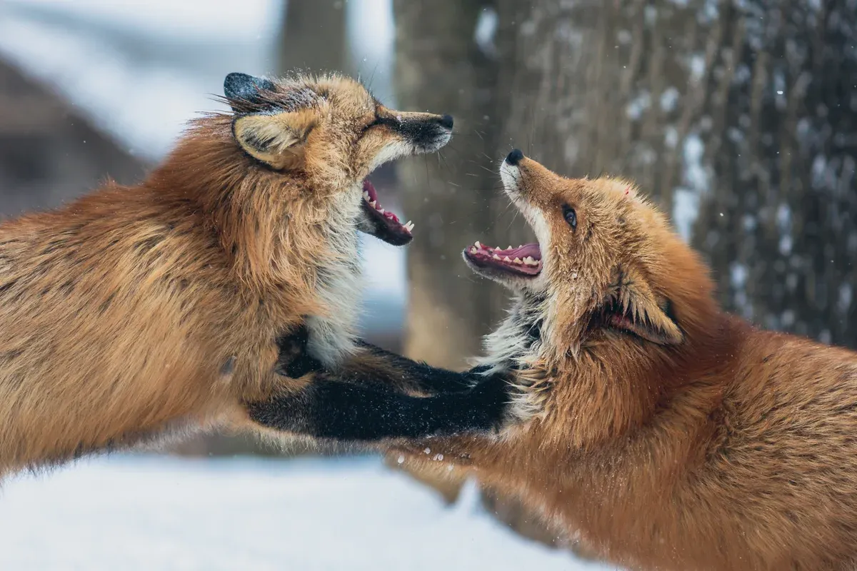 Two red foxes with open mouths play-fighting in snow at Zao Fox Village