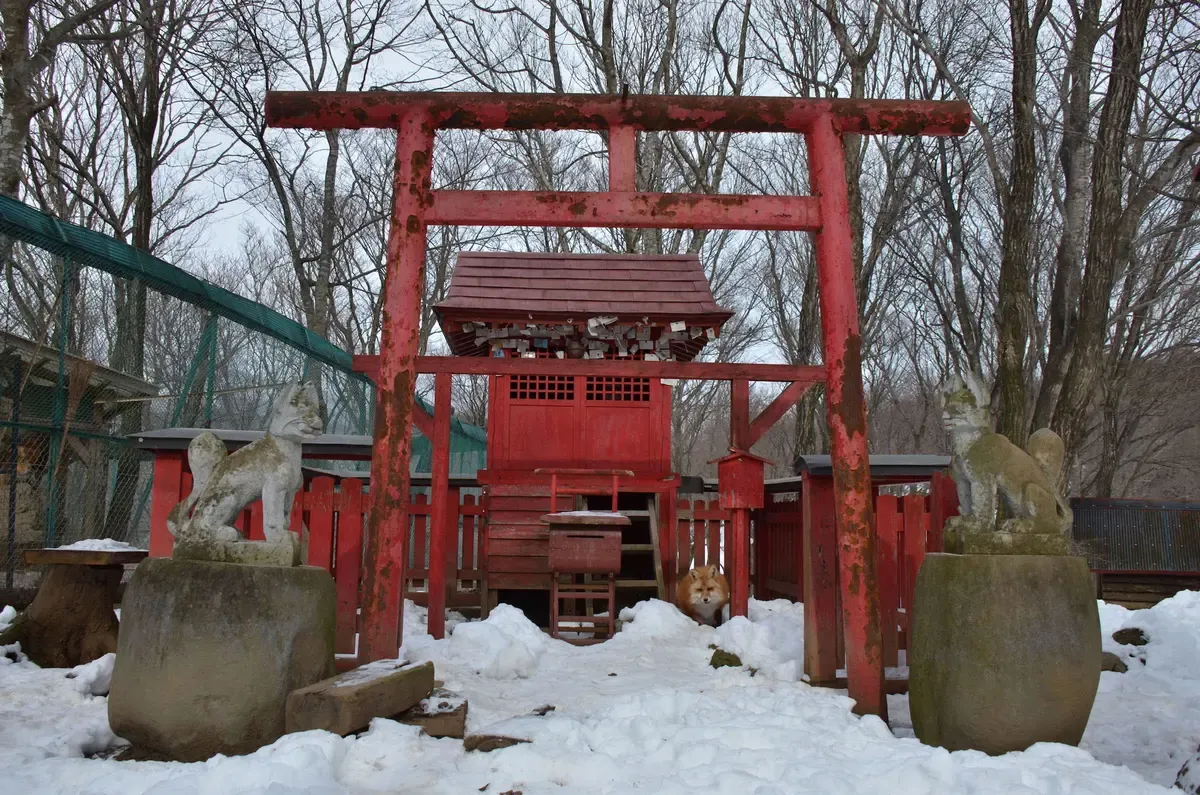 Red torii and small Inari shrine with stone fox statues in snow at Zao Fox Village