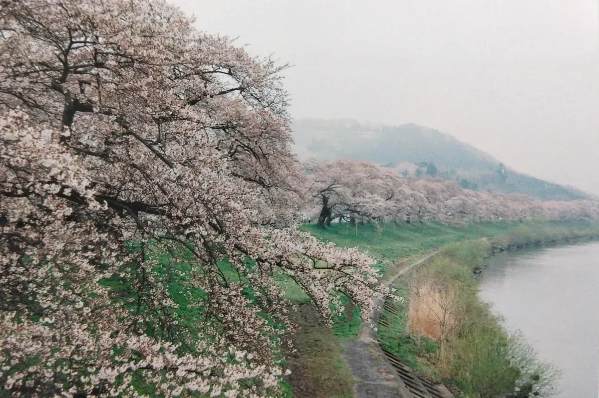 Cherry trees in bloom along the Shiroishi River with a misty hill behind in Miyagi