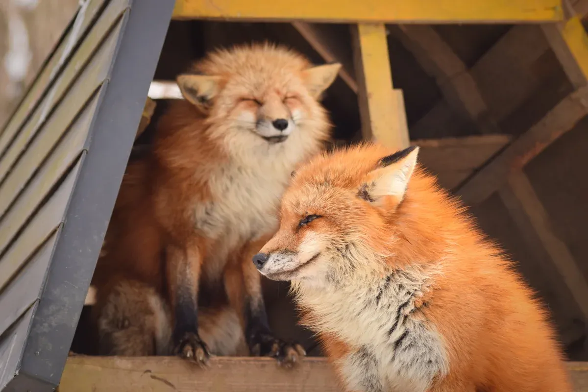 Two orange foxes resting side by side in a wooden shelter