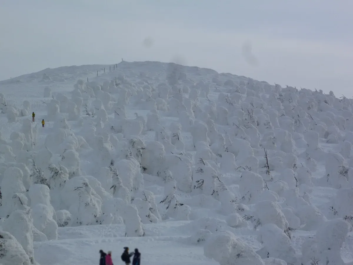 Snow-covered juhyo trees on a Zao slope seen by day