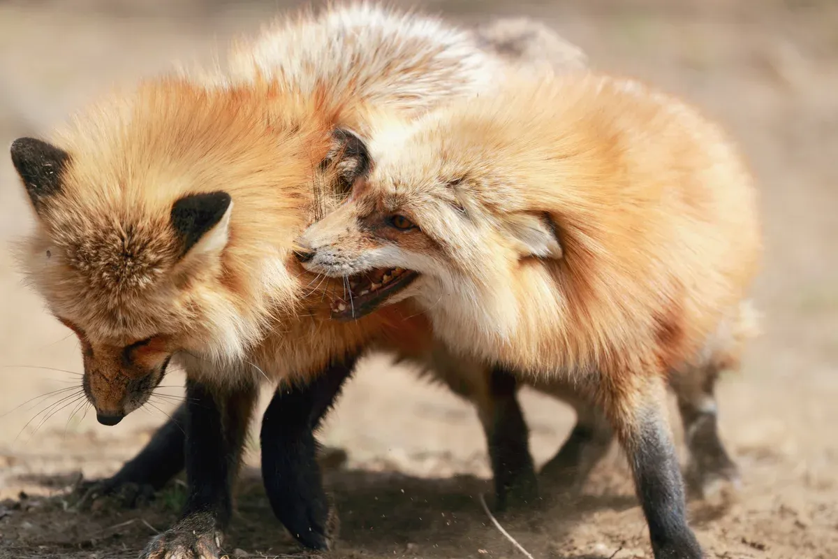 Two red foxes nuzzling on bare ground