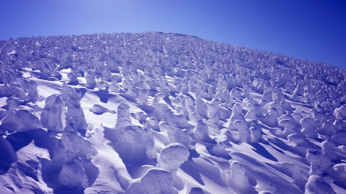 Rime-ice trees on a slope under deep blue light